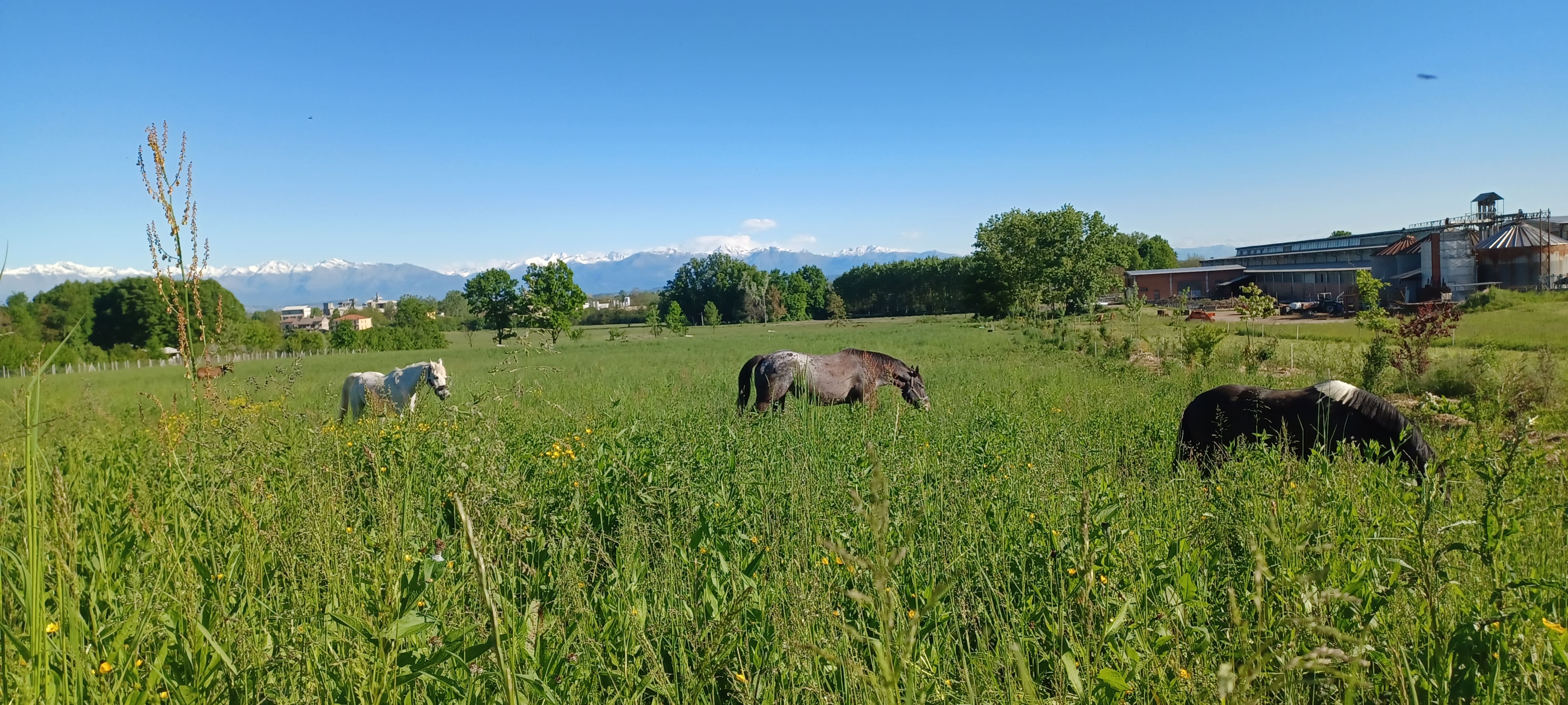 Tre cavalli